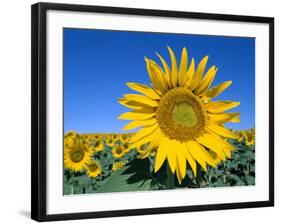 Sunflower Fields, Provence, France-Steve Vidler-Framed Photographic Print