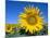 Sunflower Fields, Provence, France-Steve Vidler-Mounted Photographic Print