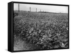 Sunflower Fields-J. Chettlburgh-Framed Stretched Canvas