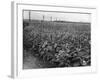 Sunflower Fields-J. Chettlburgh-Framed Photographic Print