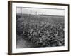 Sunflower Fields-J. Chettlburgh-Framed Photographic Print