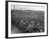 Sunflower Fields-J. Chettlburgh-Framed Photographic Print