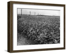 Sunflower Fields-J. Chettlburgh-Framed Photographic Print