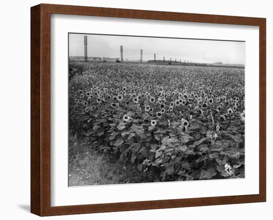 Sunflower Fields-J. Chettlburgh-Framed Photographic Print