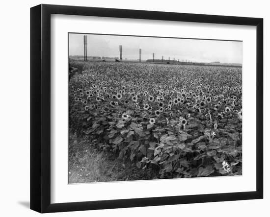 Sunflower Fields-J. Chettlburgh-Framed Photographic Print
