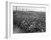 Sunflower Fields-J. Chettlburgh-Framed Photographic Print