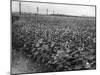 Sunflower Fields-J. Chettlburgh-Mounted Photographic Print