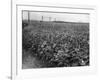 Sunflower Fields-J. Chettlburgh-Framed Photographic Print