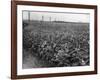 Sunflower Fields-J. Chettlburgh-Framed Photographic Print