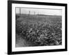 Sunflower Fields-J. Chettlburgh-Framed Photographic Print