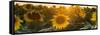 Sunflower Flare-Steve Gadomski-Framed Stretched Canvas