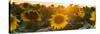 Sunflower Flare-Steve Gadomski-Stretched Canvas