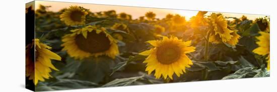 Sunflower Flare-Steve Gadomski-Stretched Canvas