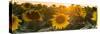 Sunflower Flare-Steve Gadomski-Stretched Canvas