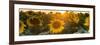 Sunflower Flare-Steve Gadomski-Framed Photographic Print