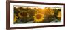 Sunflower Flare-Steve Gadomski-Framed Photographic Print