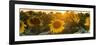 Sunflower Flare-Steve Gadomski-Framed Photographic Print