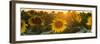 Sunflower Flare-Steve Gadomski-Framed Photographic Print