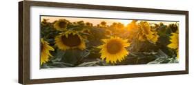 Sunflower Flare-Steve Gadomski-Framed Photographic Print