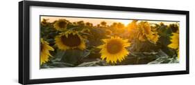 Sunflower Flare-Steve Gadomski-Framed Photographic Print