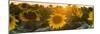 Sunflower Flare-Steve Gadomski-Mounted Photographic Print