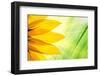 Sunflower Flower over over Green Floral Background-logoboom-Framed Photographic Print