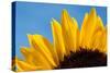 Sunflower France-null-Stretched Canvas