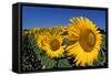 Sunflower France-null-Framed Stretched Canvas