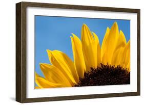 Sunflower France-null-Framed Photographic Print