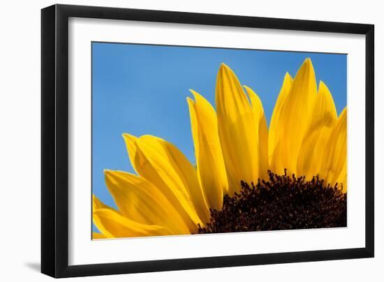 Sunflower France-null-Framed Photographic Print