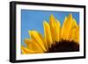 Sunflower France-null-Framed Photographic Print