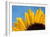 Sunflower France-null-Framed Photographic Print