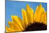 Sunflower France-null-Mounted Photographic Print