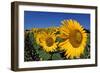 Sunflower France-null-Framed Photographic Print