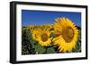 Sunflower France-null-Framed Photographic Print