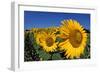 Sunflower France-null-Framed Photographic Print