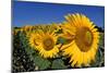 Sunflower France-null-Mounted Photographic Print