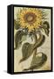 Sunflower. from 'Camerarius Florilegium'-Joachim Camerarius-Framed Stretched Canvas