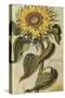 Sunflower. from 'Camerarius Florilegium'-Joachim Camerarius-Stretched Canvas