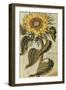 Sunflower. from 'Camerarius Florilegium'-Joachim Camerarius-Framed Giclee Print