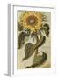 Sunflower. from 'Camerarius Florilegium'-Joachim Camerarius-Framed Giclee Print