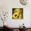 Sunflower Girl-Atelier Sommerland-Art Print displayed on a wall