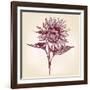 Sunflower Hand Drawn Vector Llustration Realistic Sketch-VladisChern-Framed Art Print