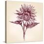 Sunflower Hand Drawn Vector Llustration Realistic Sketch-VladisChern-Stretched Canvas