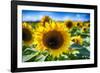 Sunflower Head Close up in a Field-George Oze-Framed Photographic Print