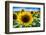 Sunflower Head Close up in a Field-George Oze-Framed Photographic Print