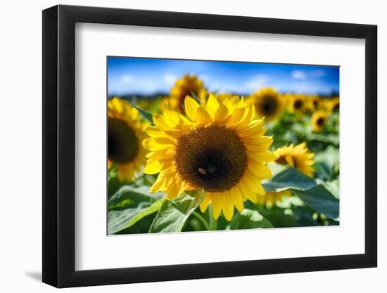 Sunflower Head Close up in a Field-George Oze-Framed Photographic Print