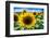 Sunflower Head Close up in a Field-George Oze-Framed Photographic Print