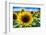 Sunflower Head Close up in a Field-George Oze-Framed Photographic Print