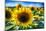 Sunflower Head Close up in a Field-George Oze-Mounted Photographic Print